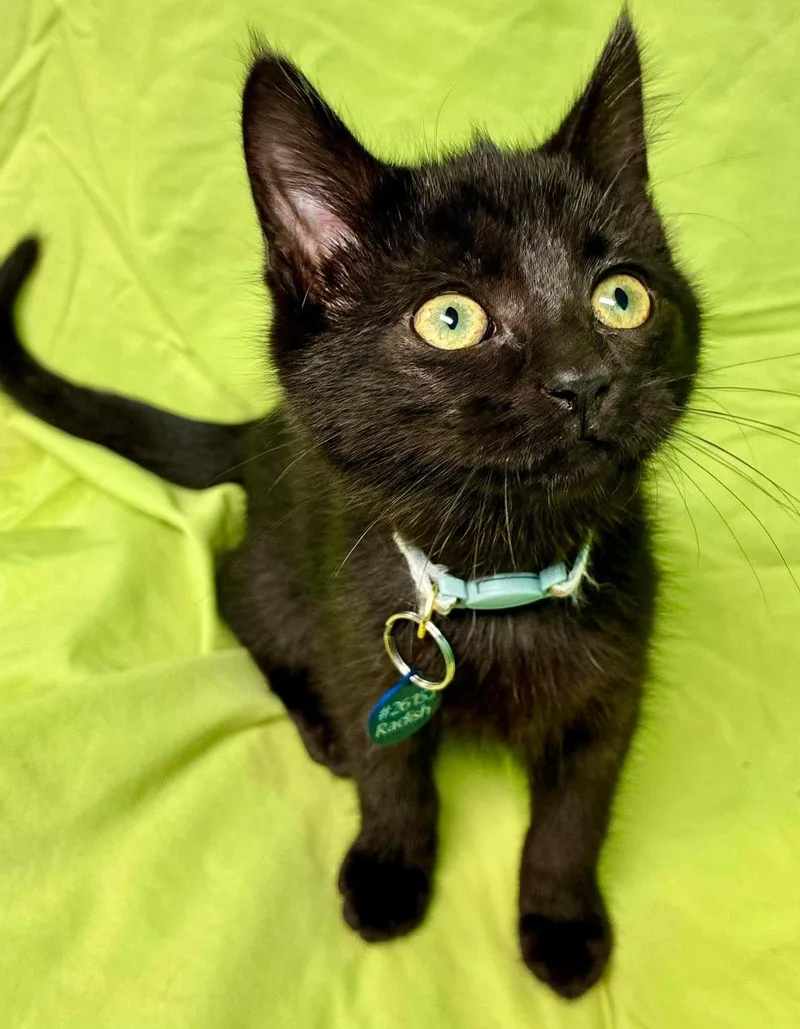 A baby medium-sized male Black Domestic Short Hair cat named Radish for adoption in Alexandria, MN
