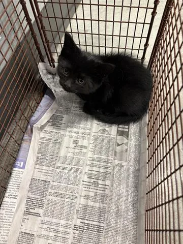 A baby small-sized male Domestic Medium Hair cat named Night Fury for adoption in San Martin, CA