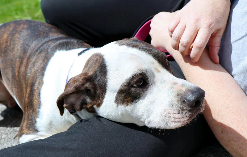 A young medium-sized male Terrier dog named Max Cl for adoption in Kansas City, MO