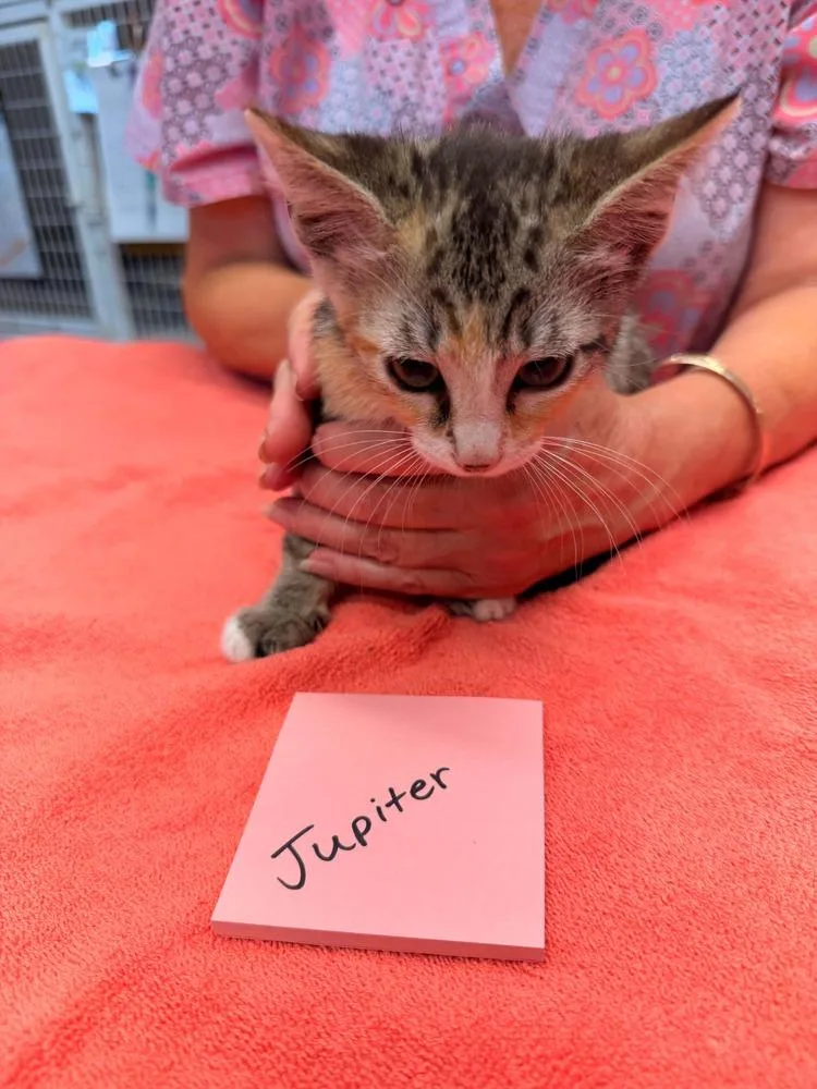 A baby small-sized female Brown / Chocolate Domestic Short Hair cat named Jupiter for adoption in Vancouver, WA