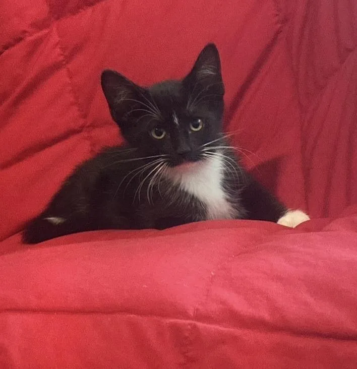 A baby small-sized male Black Domestic Short Hair cat named Johnny Cage Kombat for adoption in Chandler, AZ