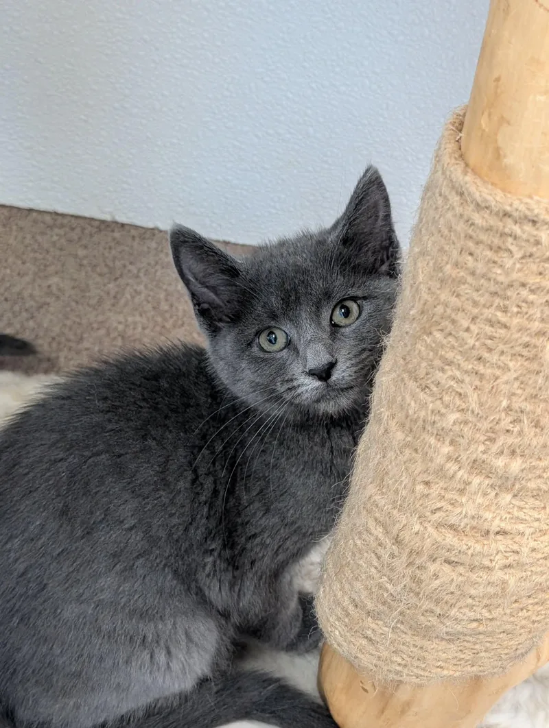 A baby medium-sized female Gray / Blue / Silver Domestic Short Hair cat named Peach for adoption in Chambersburg, PA