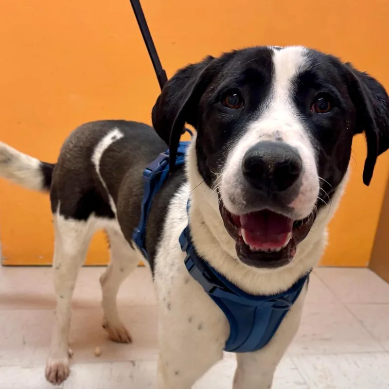 An adult large-sized female Black Greater Swiss Mountain Dog dog named Rosy for adoption in Joshua Tree, CA