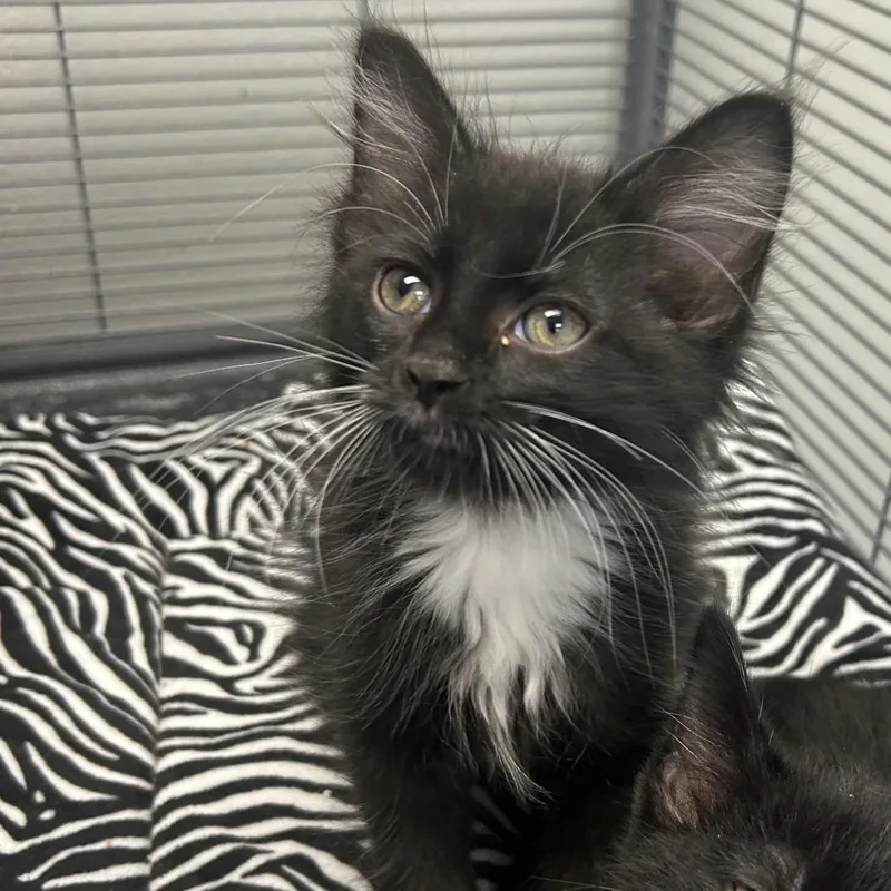 A baby small-sized male Black Domestic Short Hair cat named Reggie for adoption in Hannibal, MO