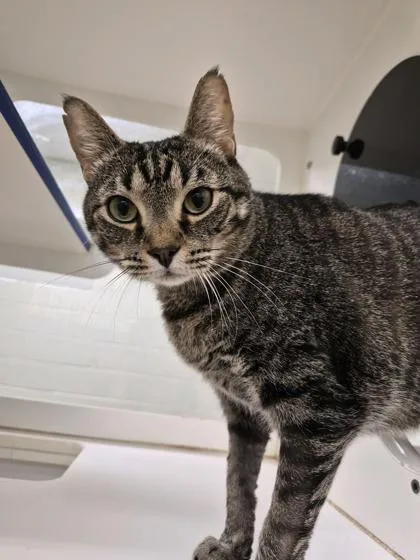 An adult large-sized male Domestic Short Hair cat named Kibby for adoption in Vero Beach, FL