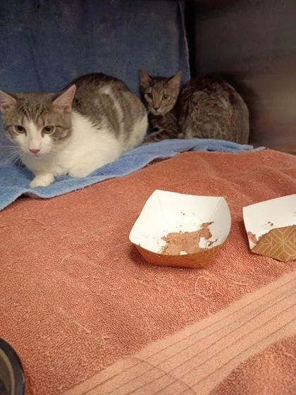 A young medium-sized unknown Domestic Short Hair cat named Bright for adoption in Atlanta, GA