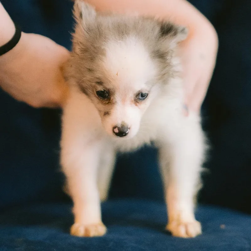 A baby small-sized female Pomeranian dog named Damia for adoption in Zionsville, IN
