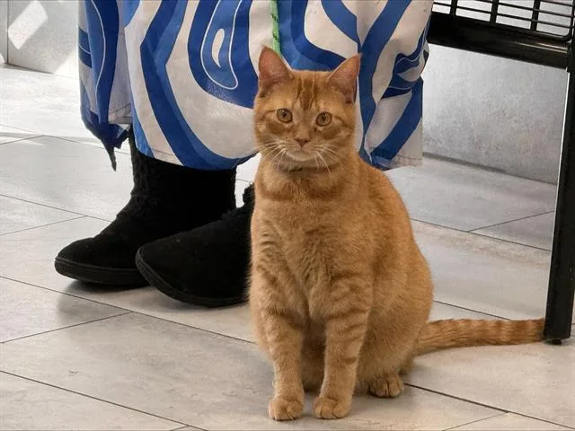 A young small-sized male Domestic Short Hair cat named Simba for adoption in Charlotte, NC