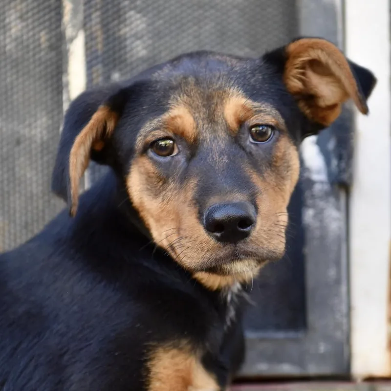 A baby medium-sized male Bicolor Mixed Breed dog named Marcus for adoption in Los Angeles, CA