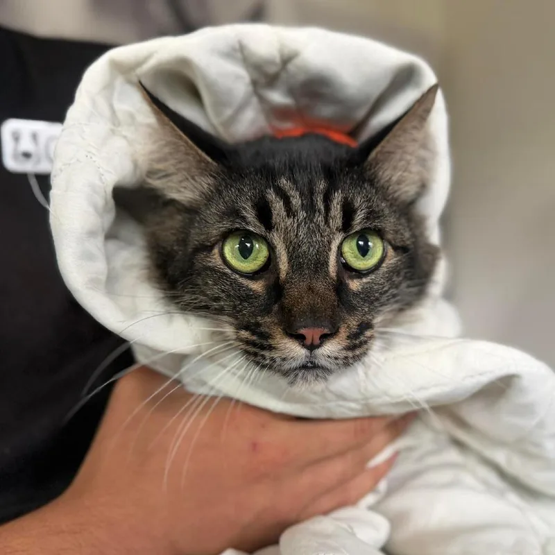 A senior large-sized male Brown / Chocolate Domestic Short Hair cat named Cassian for adoption in Ramona, CA