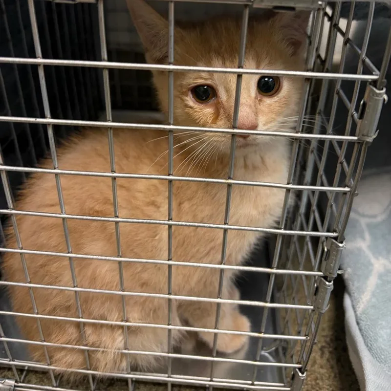 A baby small-sized female Gray / Blue / Silver Domestic Short Hair cat named Baby Fennel for adoption in Harrisonburg, VA