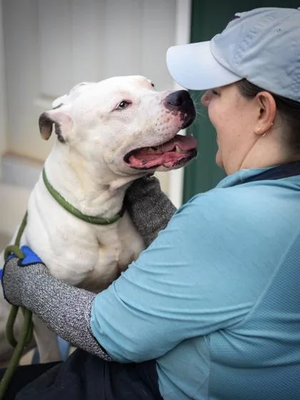 An adult large-sized male Mixed Breed dog named Babyboy for adoption in Chamblee, GA