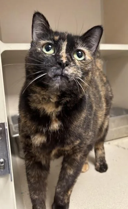 A senior medium-sized female Domestic Short Hair cat named Deidre for adoption in East Brookfield, MA