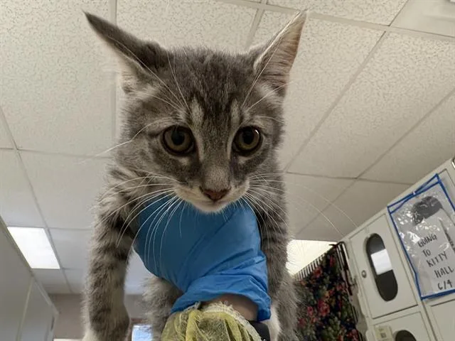 A baby small-sized male Domestic Short Hair cat named Tj for adoption in Kent, WA
