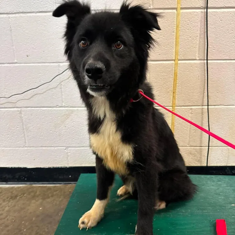 An adult medium-sized male Black Border Collie dog named Sammy for adoption in Shinnston, WV
