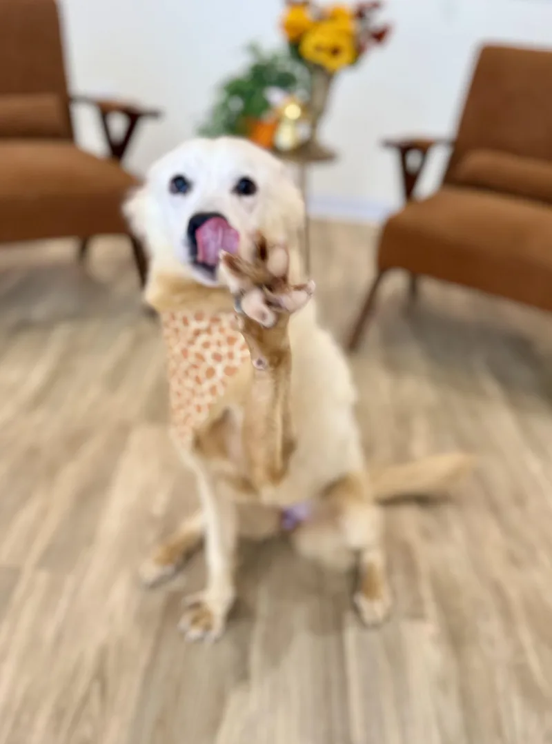 Tilly thumbnail 4
