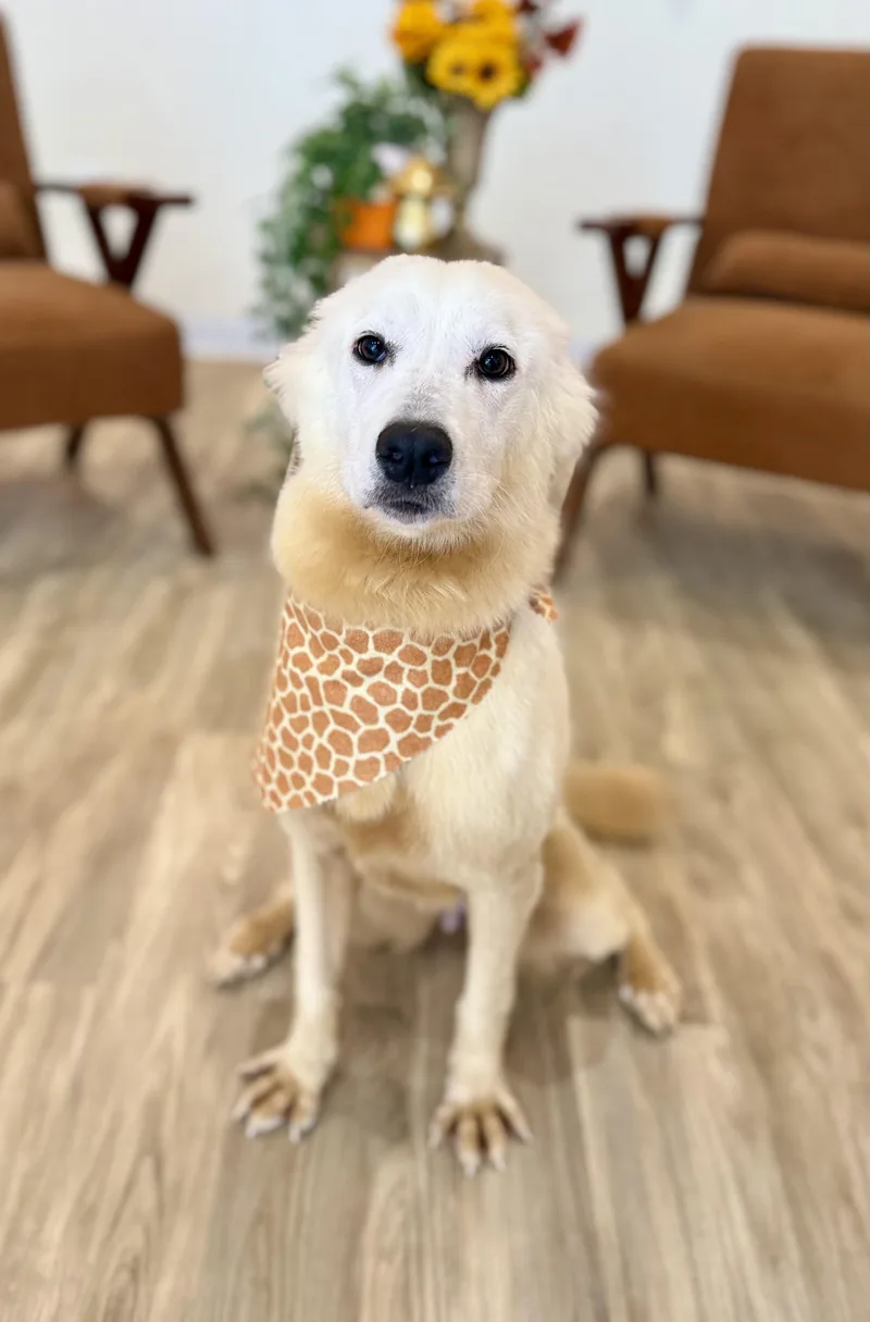 Tilly thumbnail 5