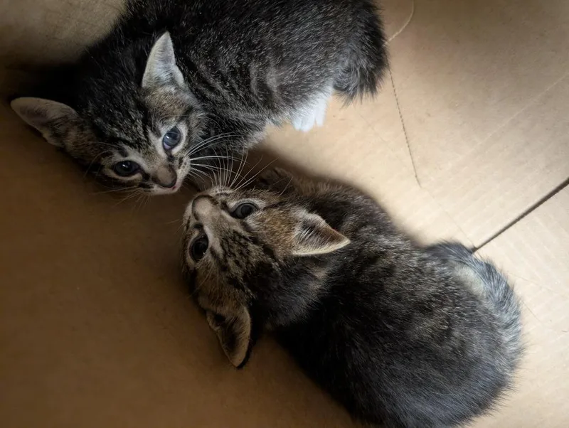 A baby small-sized male Domestic Short Hair cat named Wombo for adoption in Nacogdoches, TX