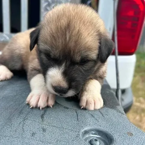 A baby small-sized female Sable German Shepherd Dog dog named Melinda for adoption in Buchanan Dam, TX