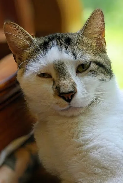 An adult medium-sized male Gray & White Domestic Short Hair cat named Alex for adoption in Owatonna, MN