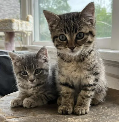 A baby medium-sized female Tabby (Brown / Chocolate) Domestic Short Hair cat named Amber for adoption in Anaconda, MT