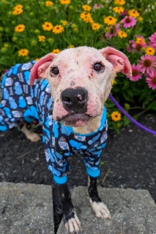 An adult medium-sized male Black Mixed Breed dog named Pete for adoption in Cincinnati, OH