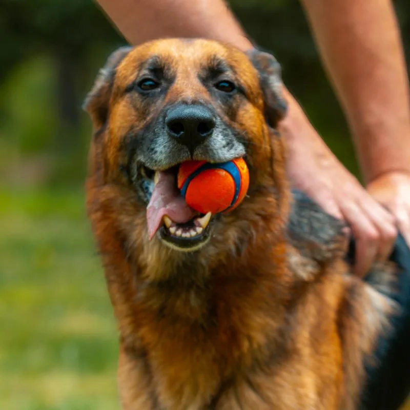 An adult large-sized female Red / Chestnut / Orange German Shepherd Dog dog named Shelly for adoption in Rossville, GA