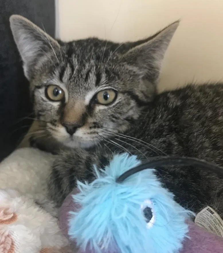 A young medium-sized female Tabby (Gray / Blue / Silver) Domestic Short Hair cat named Cordelia for adoption in Buena Vista, CO