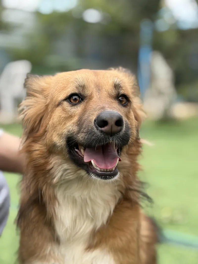 An adult medium-sized female Apricot / Beige Canaan Dog dog named Hiba  The Special for adoption in Somerset, NJ