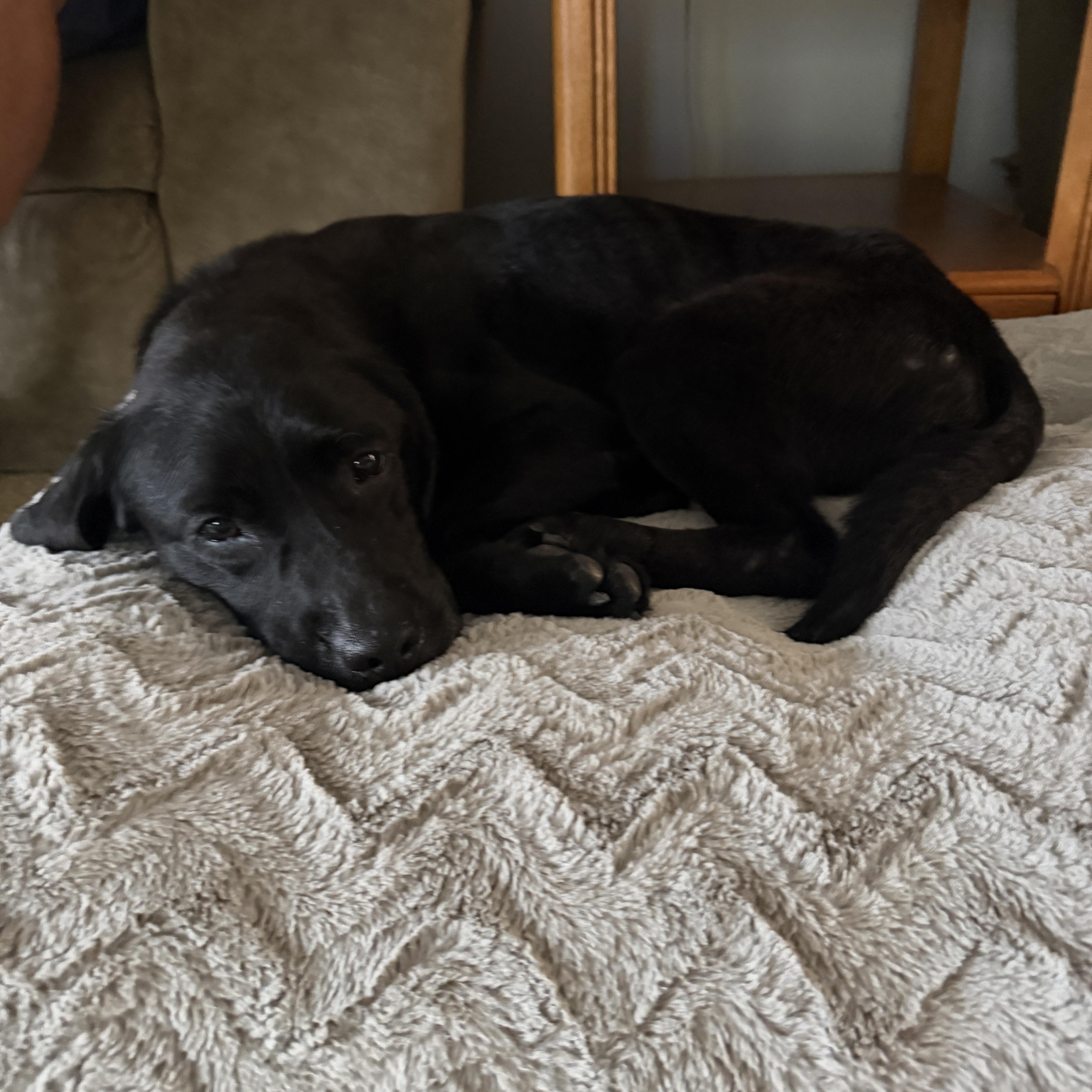 An adult medium-sized female Black Labrador Retriever dog named Molly for adoption in Warrington, PA