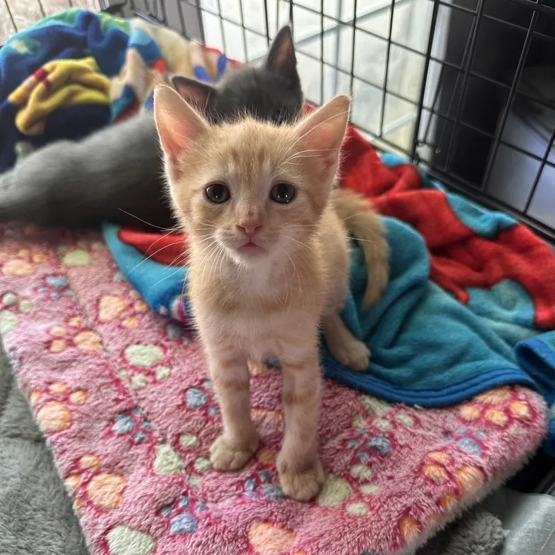 A baby small-sized male Orange / Red Domestic Short Hair cat named Sunny for adoption in Los Angeles, CA