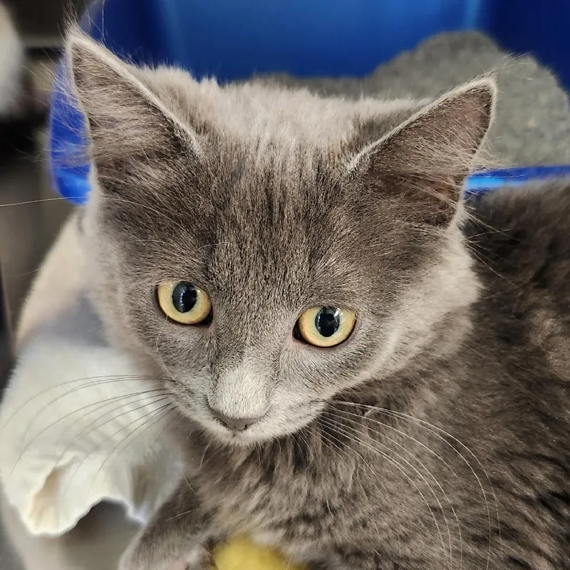 A baby small-sized female Gray / Blue / Silver Domestic Medium Hair cat named Libby for adoption in Columbia Station, OH