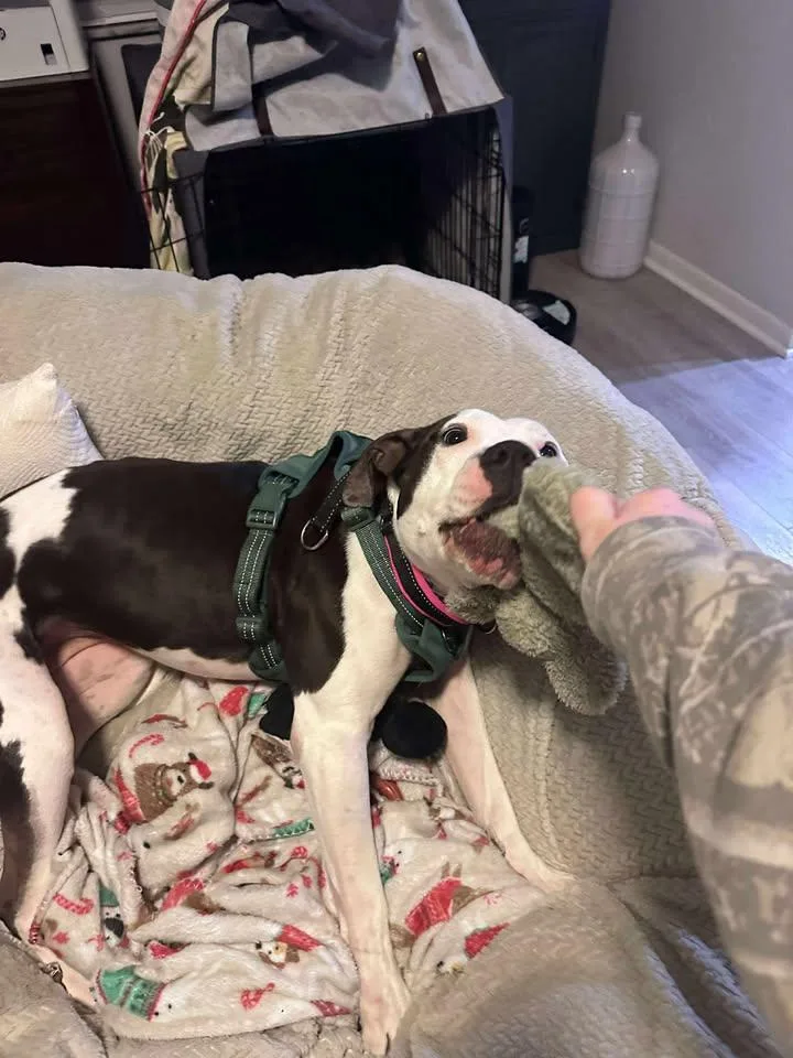A young large-sized female White / Cream American Bulldog dog named Chase for adoption in Miamitown, OH