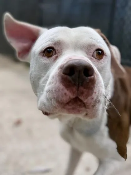 An adult large-sized male Pit Bull Terrier dog named Dougy for adoption in New Orleans, LA