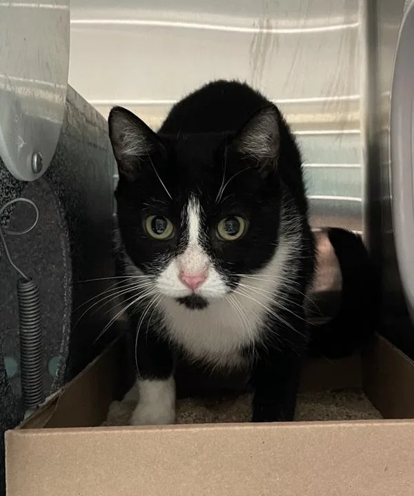 An adult medium-sized female Domestic Short Hair cat named Guava for adoption in Ridgewood, NY
