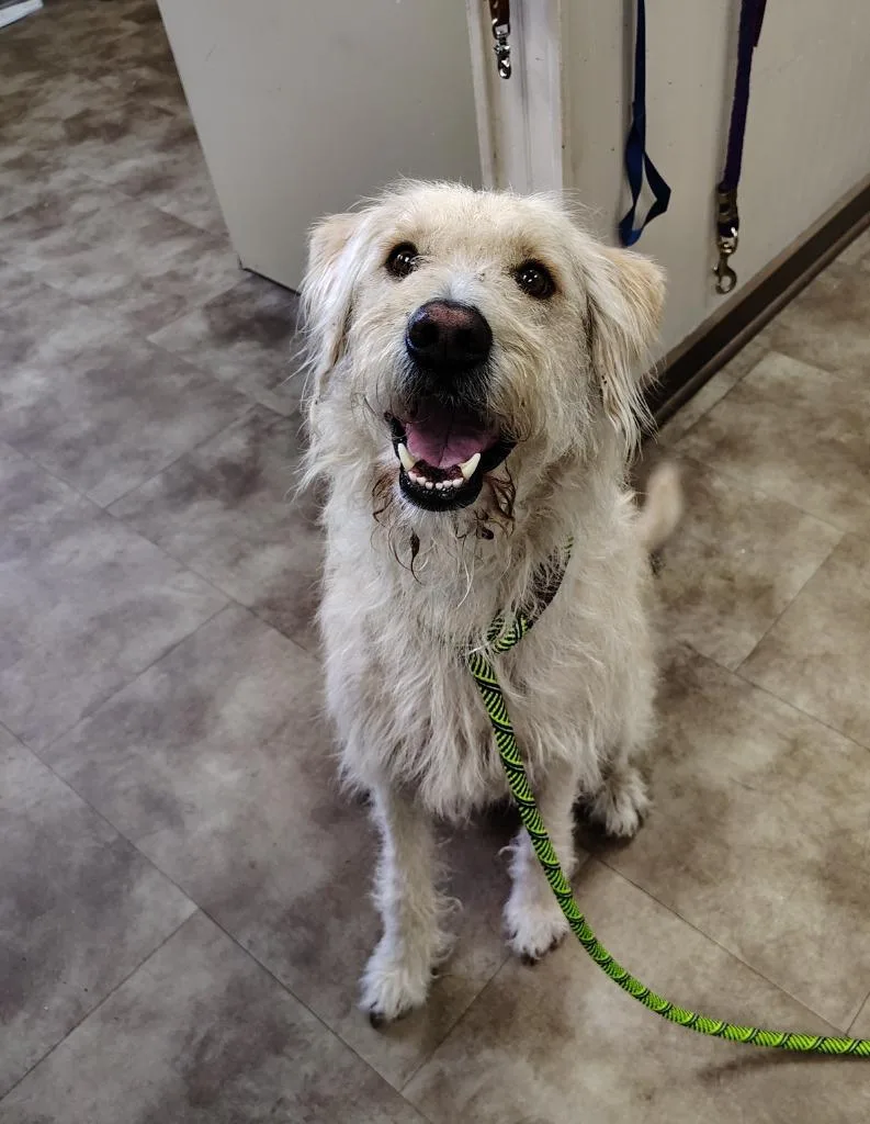 A young medium-sized male Mixed Breed dog named Einstein for adoption in Springfield, OH