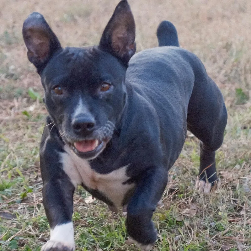 Hershey Kiss thumbnail 2