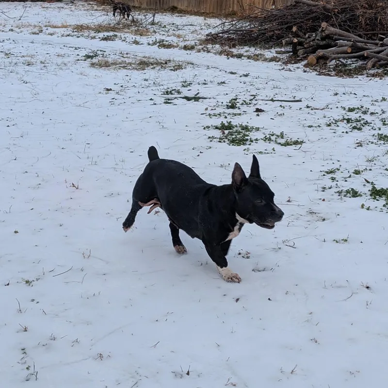 Hershey Kiss thumbnail 3