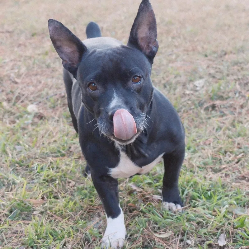 Hershey Kiss thumbnail 4