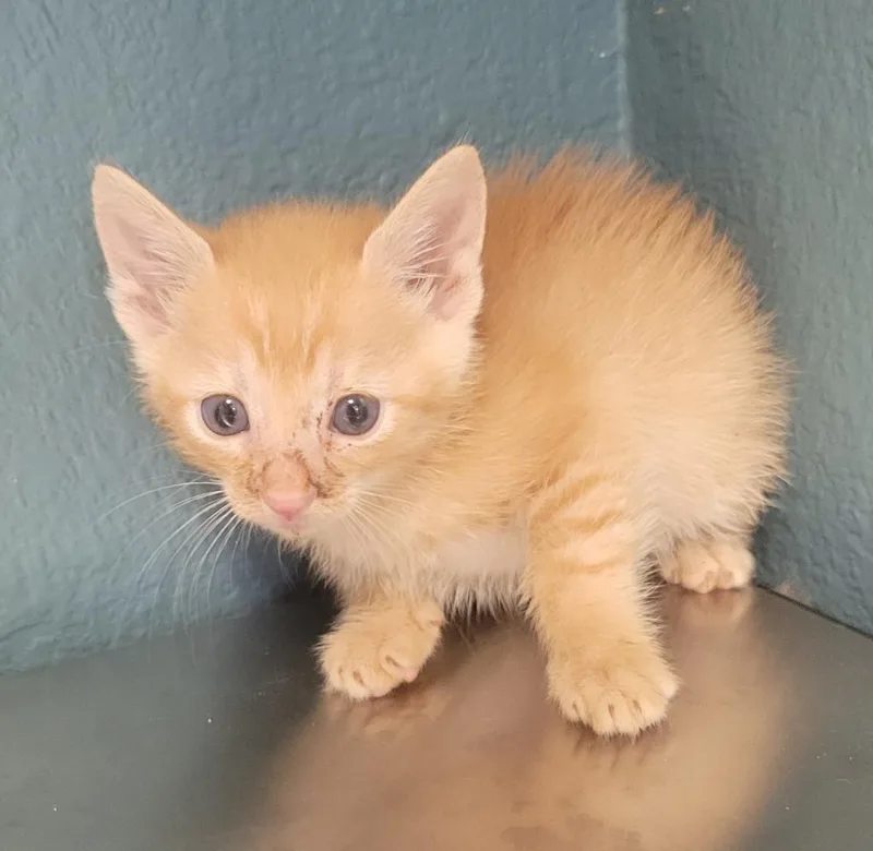 A baby small-sized female Domestic Short Hair cat named Bella for adoption in Seven Points, TX
