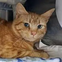 An adult small-sized male Domestic Short Hair cat named Jester for adoption in Burlington, WA