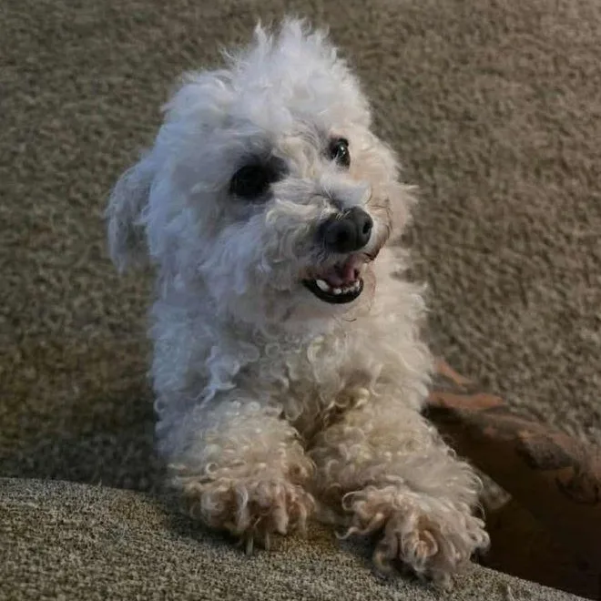 An adult small-sized female White / Cream Bichon Frise dog named Chelsea for adoption in Tulsa, OK
