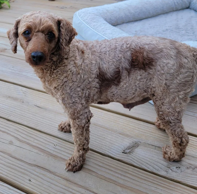 An adult small-sized female Poodle dog named Josie for adoption in Berwick, PA