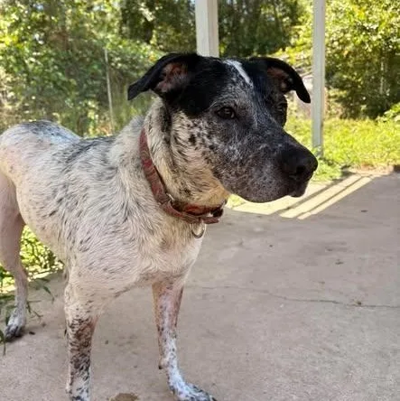 An adult medium-sized female Black Australian Cattle Dog / Blue Heeler dog named Vada for adoption in Defuniak Springs, FL