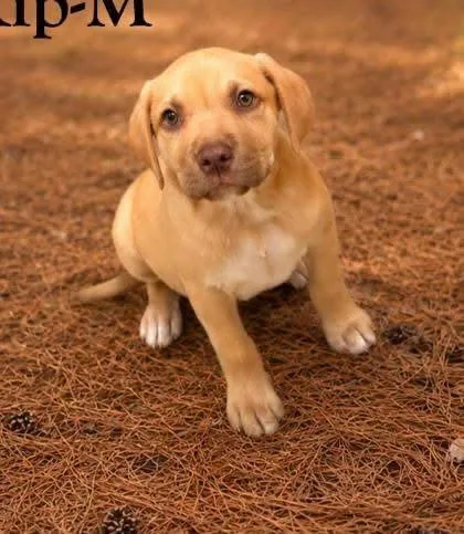 A baby large-sized male Labrador Retriever dog named Flip for adoption in Morton Grove, IL