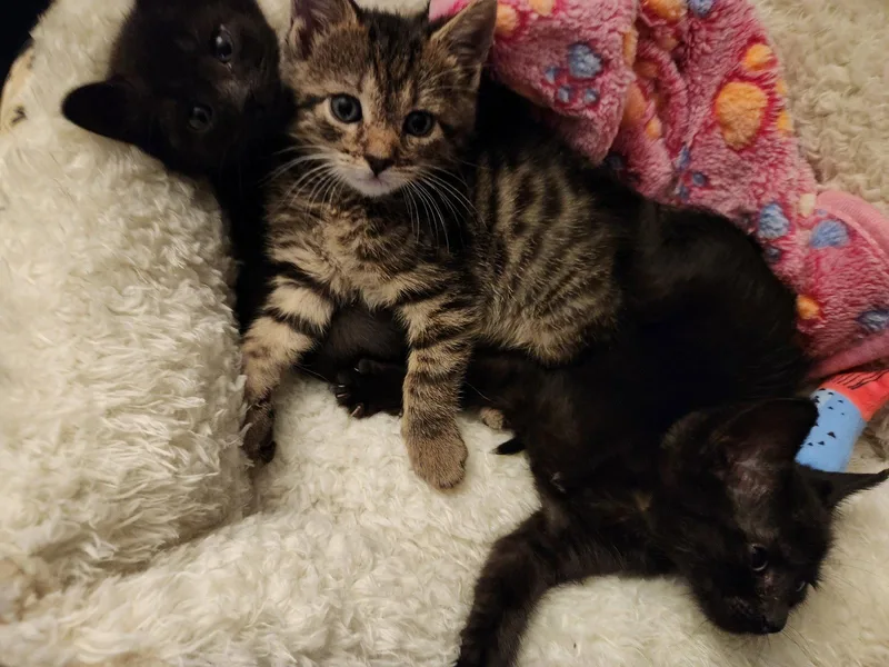 A baby medium-sized female Black Domestic Short Hair cat named Ozlynn for adoption in Trenton, NJ