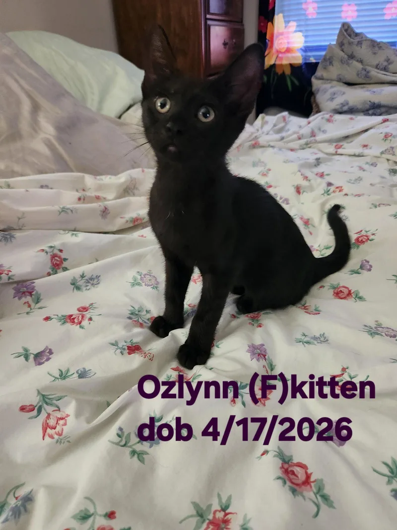 Ozlynn thumbnail 3