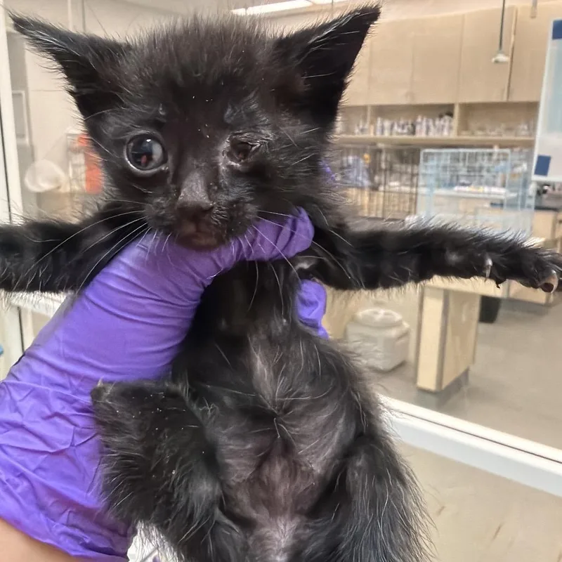 A baby small-sized male Black Domestic Short Hair cat named Jawa for adoption in Westminster, CA