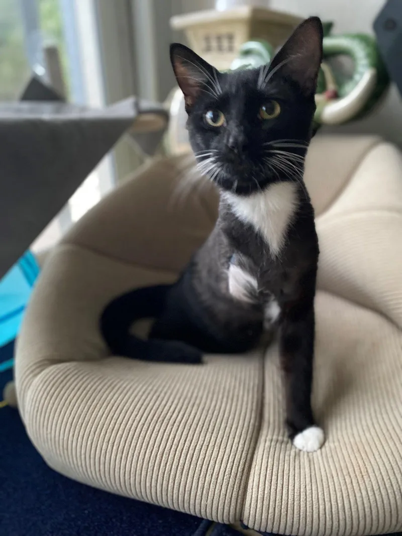 Hopper Threelegged Cat thumbnail 2