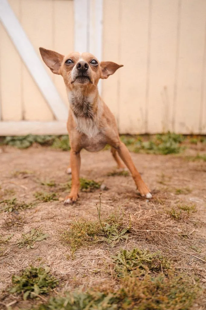 An adult small-sized male Chihuahua dog named Quesarito for adoption in Newberg, OR